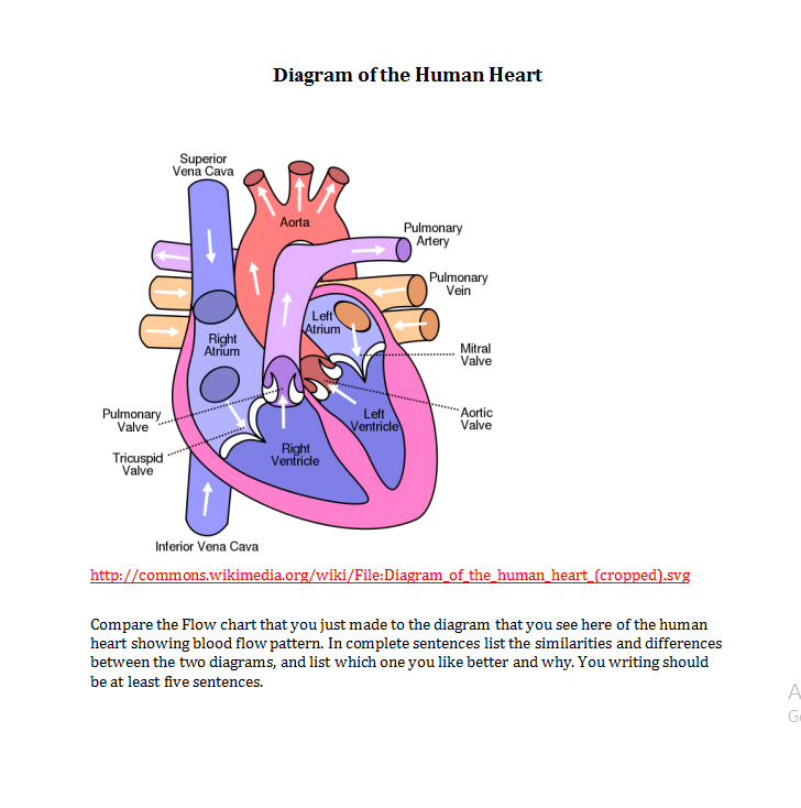 3+ Heart Diagram Template Function and Access Template Business PSD
