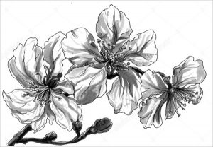 20+ Flower Drawing Template, Effects of Flowers and Tips in Drawing One ...