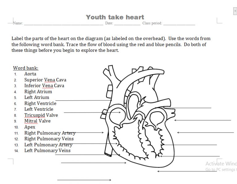 3+ Heart Diagram Template Function and Access | Template Business PSD ...